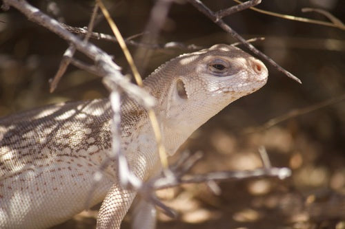 iguane du désert — Bild 4