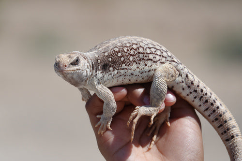 iguane du désert — Bild 5