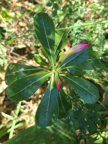 rose du désert — Bild 3