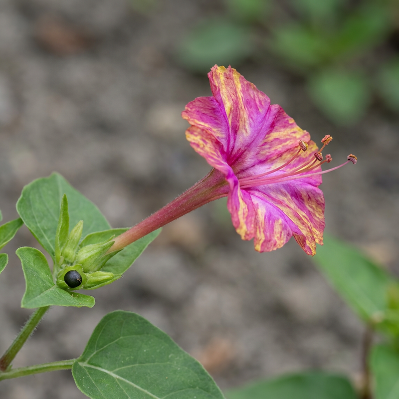 Fleur miracle