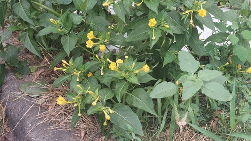 Fleur miracle — Bild 3