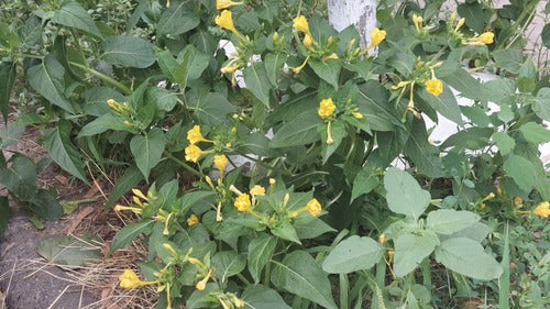 Fleur miracle — Bild 2