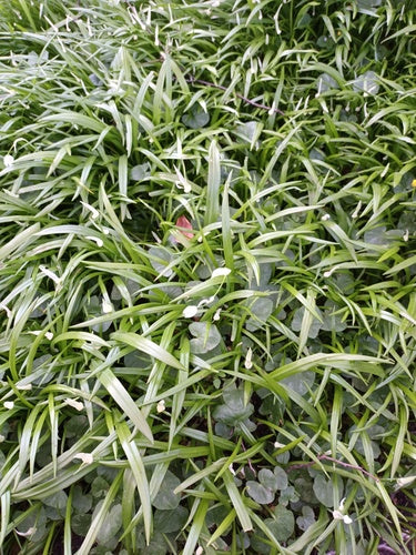 Poireau miracle — Bild 2