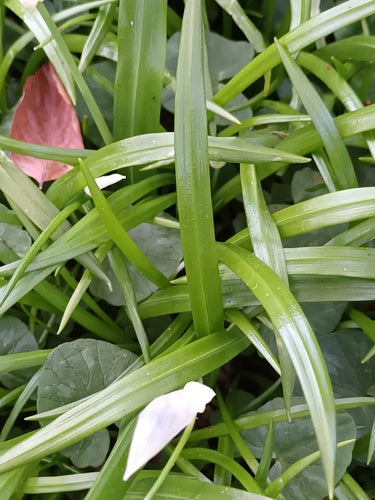 Poireau miracle — Bild 3