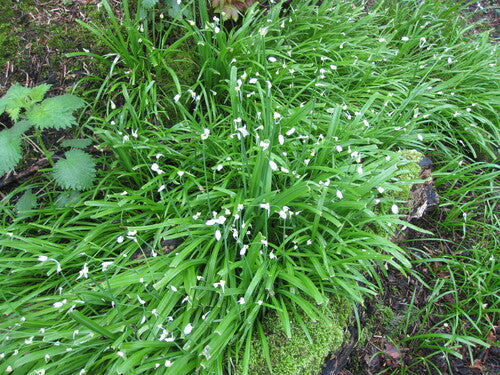 Poireau miracle — Bild 1