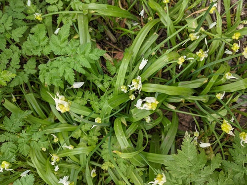 Poireau miracle — photo 5 sur 8