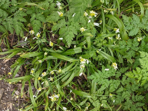 Poireau miracle — photo 3 sur 8