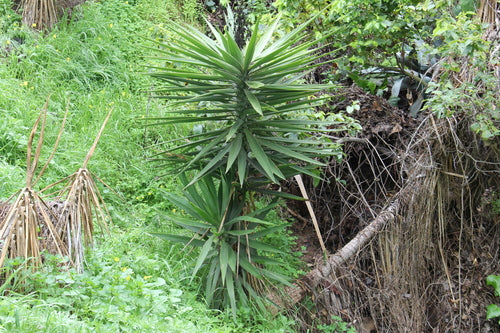 Palmier yucca — Bild 2