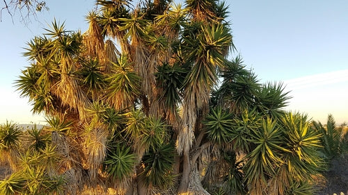 Palmier yucca — Bild 5