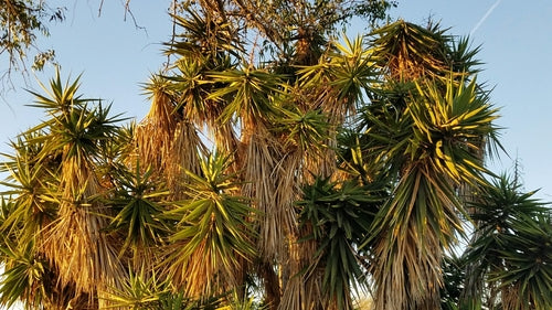 Palmier yucca — Bild 4