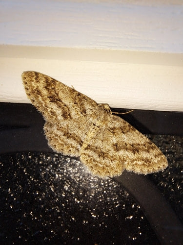 Tendeur d'écorce dentelé — Bild 3
