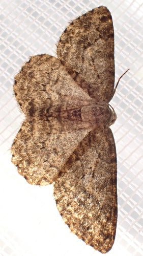 Tendeur d'écorce dentelé — Bild 5