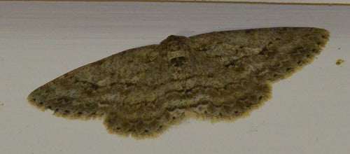 Tendeur d'écorce dentelé — Bild 2