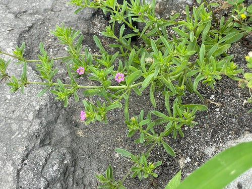 Cloches magiques — Bild 3