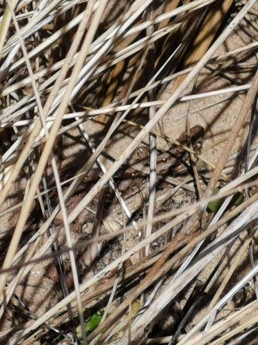 lézard des sables — Bild 2