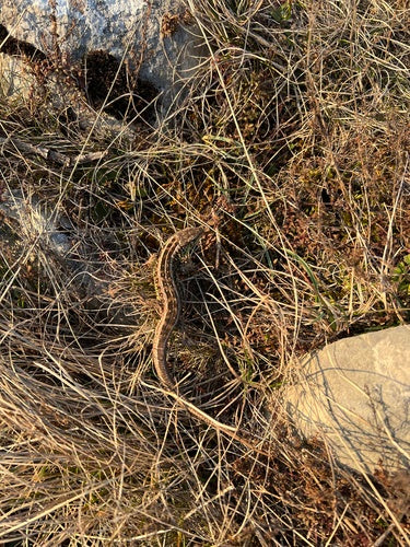 lézard des sables — Bild 5