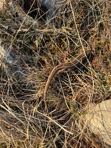lézard des sables — Bild 4