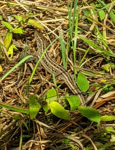 lézard des sables — Bild 3
