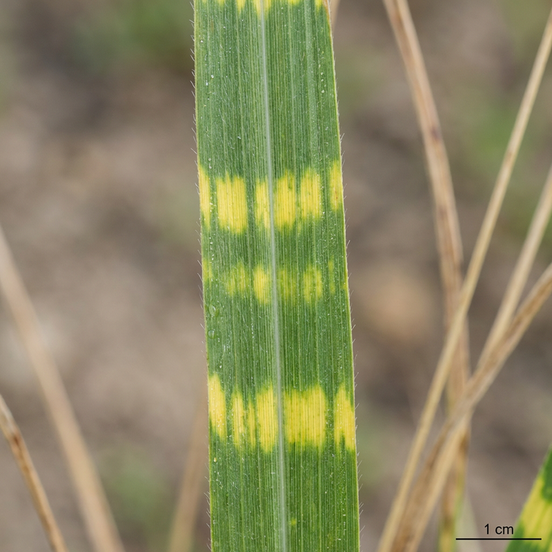 Miscanthus zèbre