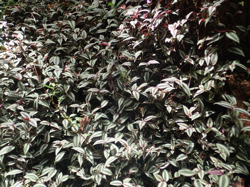 Herbe zébrée — Bild 5