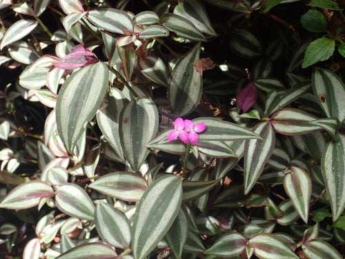 Herbe zébrée — Bild 4