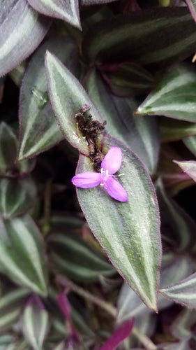 Herbe zébrée — Bild 3