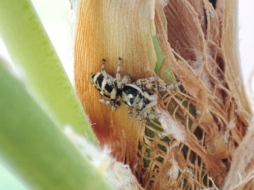 Araignée sauteuse zèbre — Bild 3