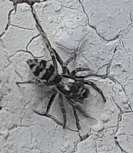 Araignée sauteuse zèbre — Bild 5
