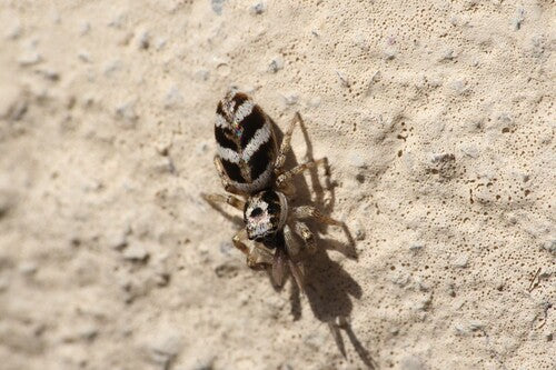 Araignée sauteuse zèbre — Bild 4