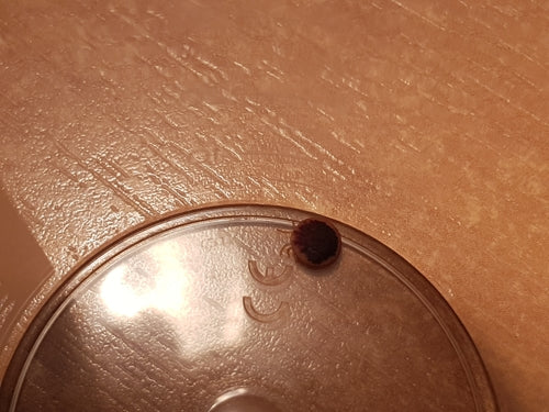 Naturaufnahme - Bild 4