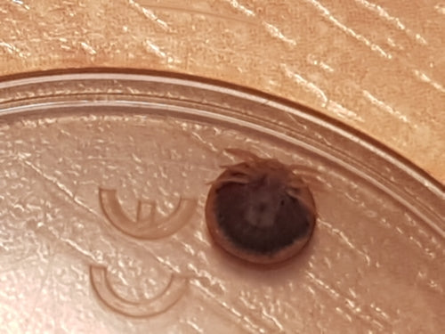 Tiques — Bild 2