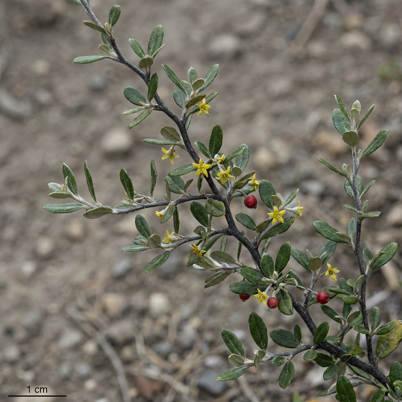 Buisson en zigzag