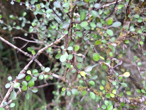 Buisson en zigzag — Bild 3