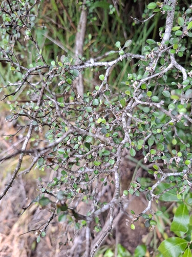 Buisson en zigzag — Bild 1
