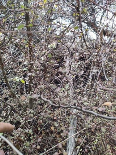 Buisson en zigzag — photo 3 sur 10