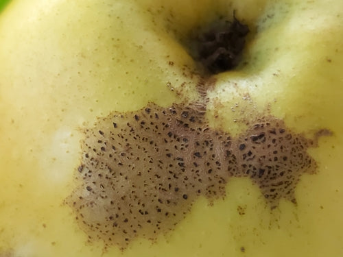 Pommetier — Bild 3