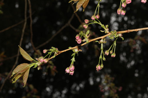 cerises ornementales — Bild 4