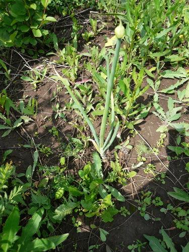 Ail ornemental — Bild 5