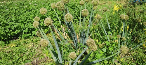 Naturaufnahme - Bild 1