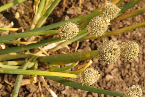 Ail ornemental — Bild 4