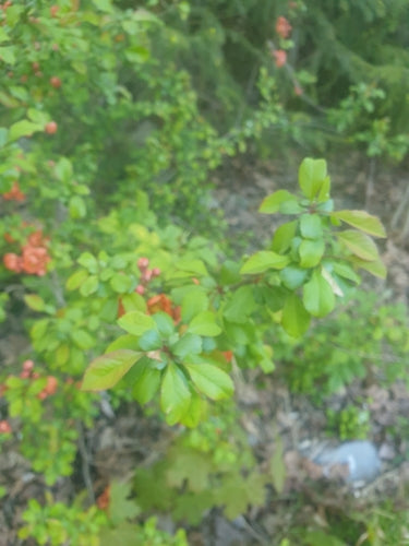 Coings ornementaux — Bild 3