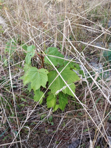 Vin ornemental — Bild 3