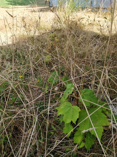 Vin ornemental — Bild 2