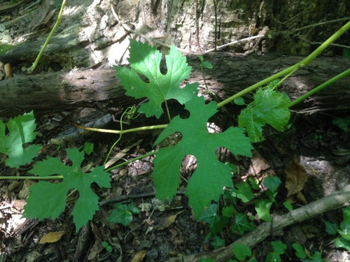 Vin ornemental — Bild 4