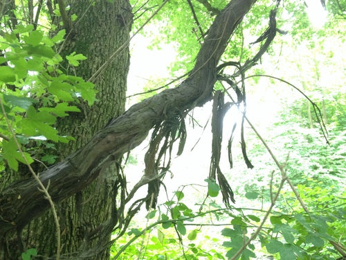 Vin ornemental — Bild 5