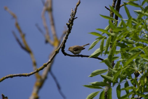 Pouillot — Bild 3