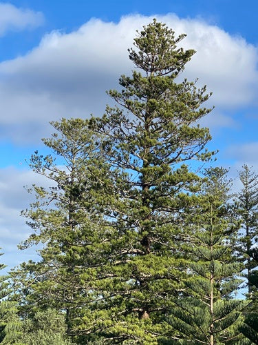 Sapin d'intérieur — Bild 5