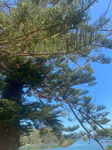 Sapin d'intérieur — Bild 3