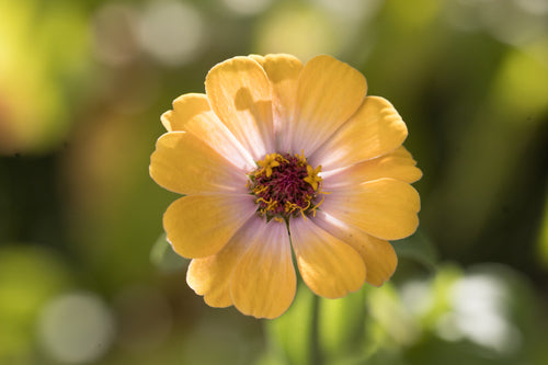 Zinnien - Bild 5