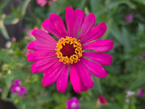 Zinnia — Bild 4